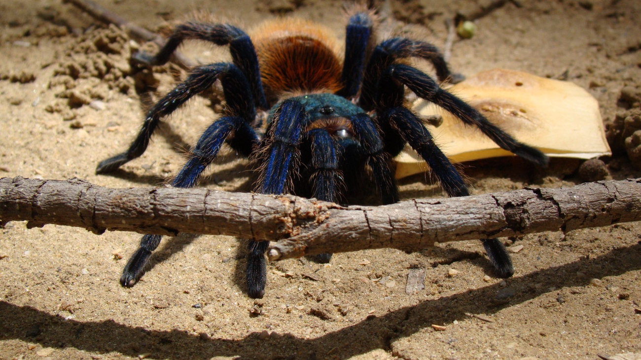 Chromatopelma.jpg
