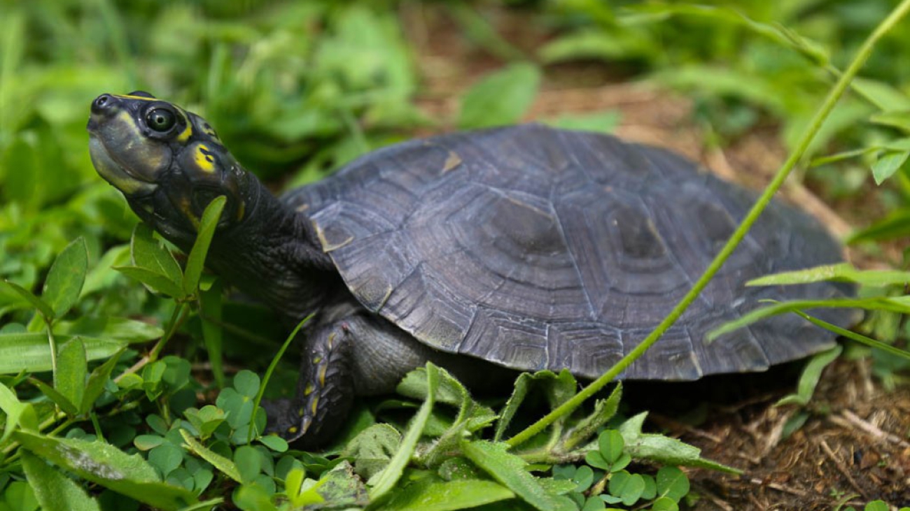 tortuga arrau destacada