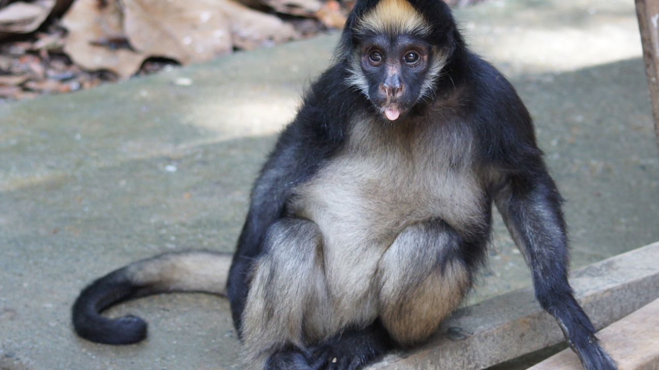 1280px-Ateles_belzebuth