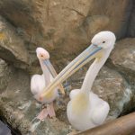 AQUARIUM DE VALENCIA 1