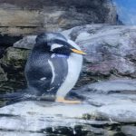 AQUARIUM DE VALENCIA 2