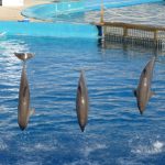 AQUARIUM DE VALENCIA 3