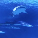 AQUARIUM DE VALENCIA 4