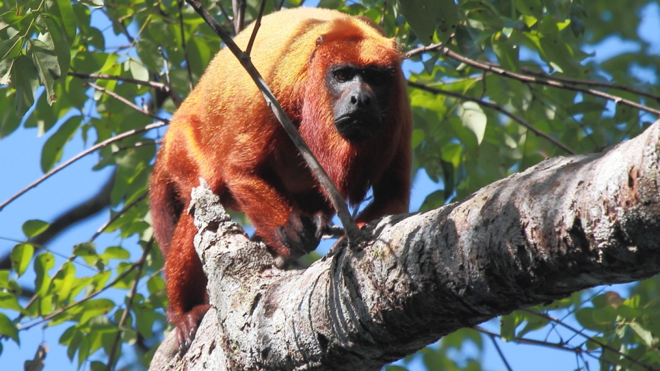 Alouatta macconnelli