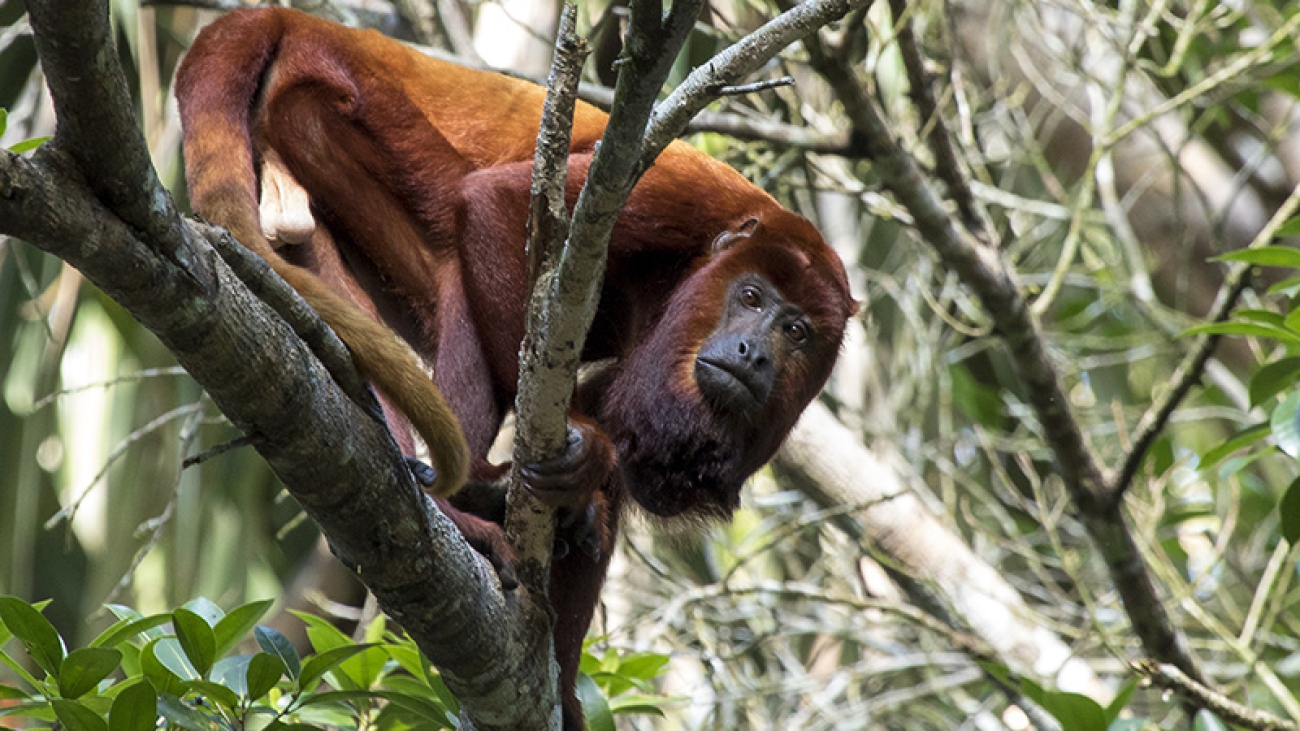 Alouatta seniculus(Linnaeus, 1766)