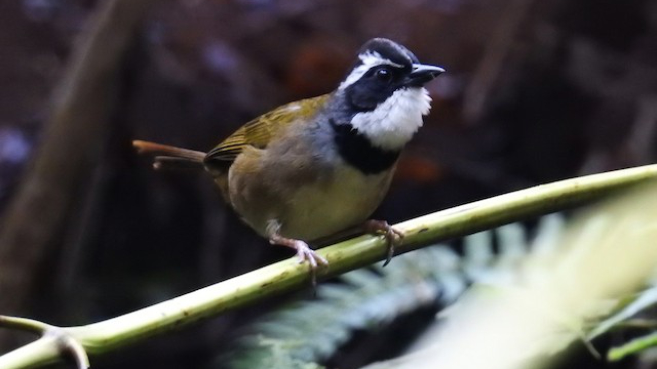 Arremon phaeopleurus