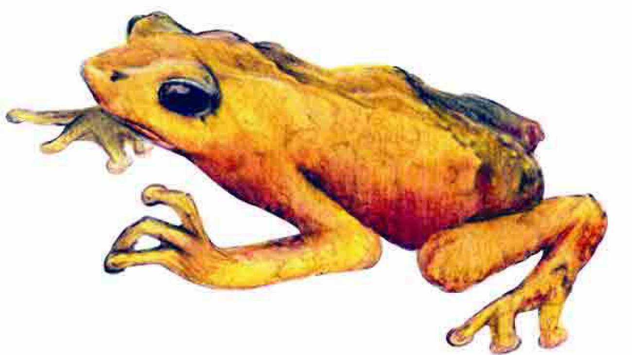 Atelopus chrysocorallus