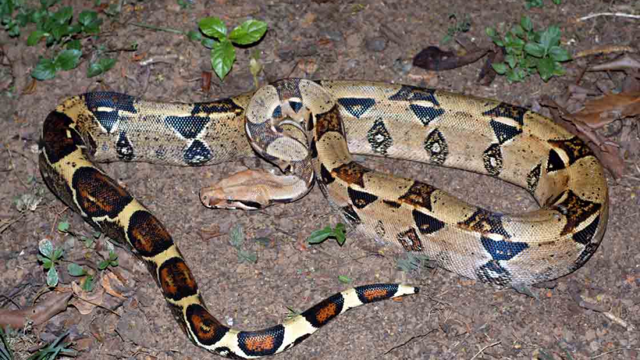 Boa constrictorLinnaeus, 1758
