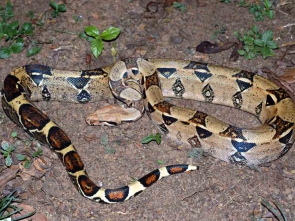 Boa constrictorLinnaeus, 1758