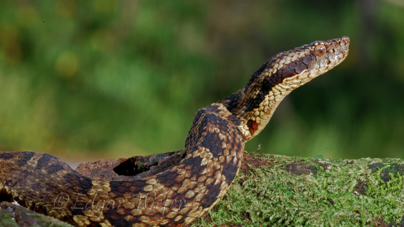 Bothrops medusa(Sternfeld, 1920)