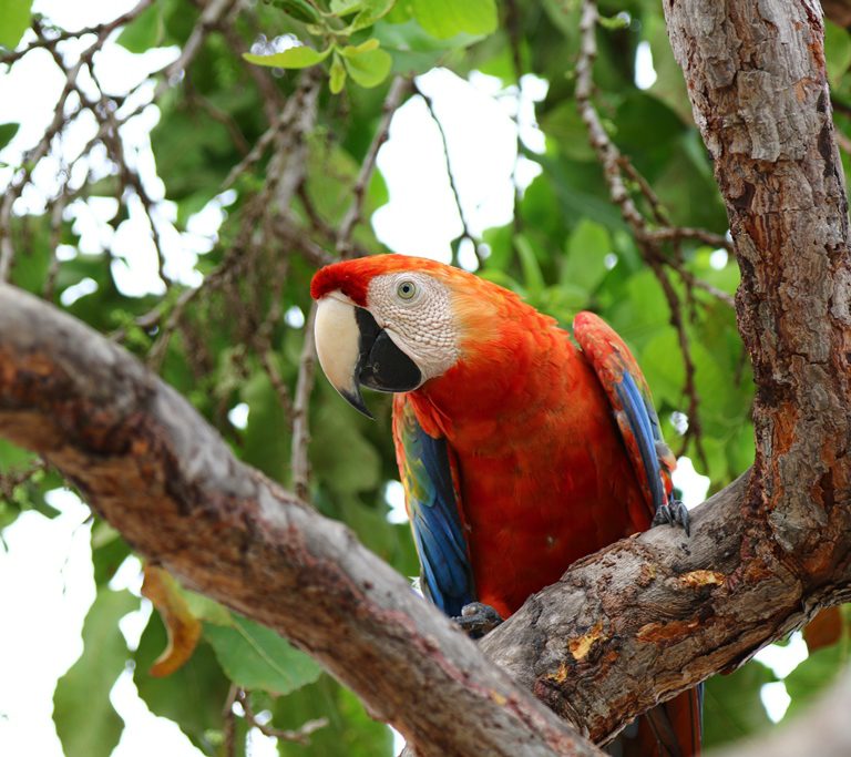 Guacamaya Bandera