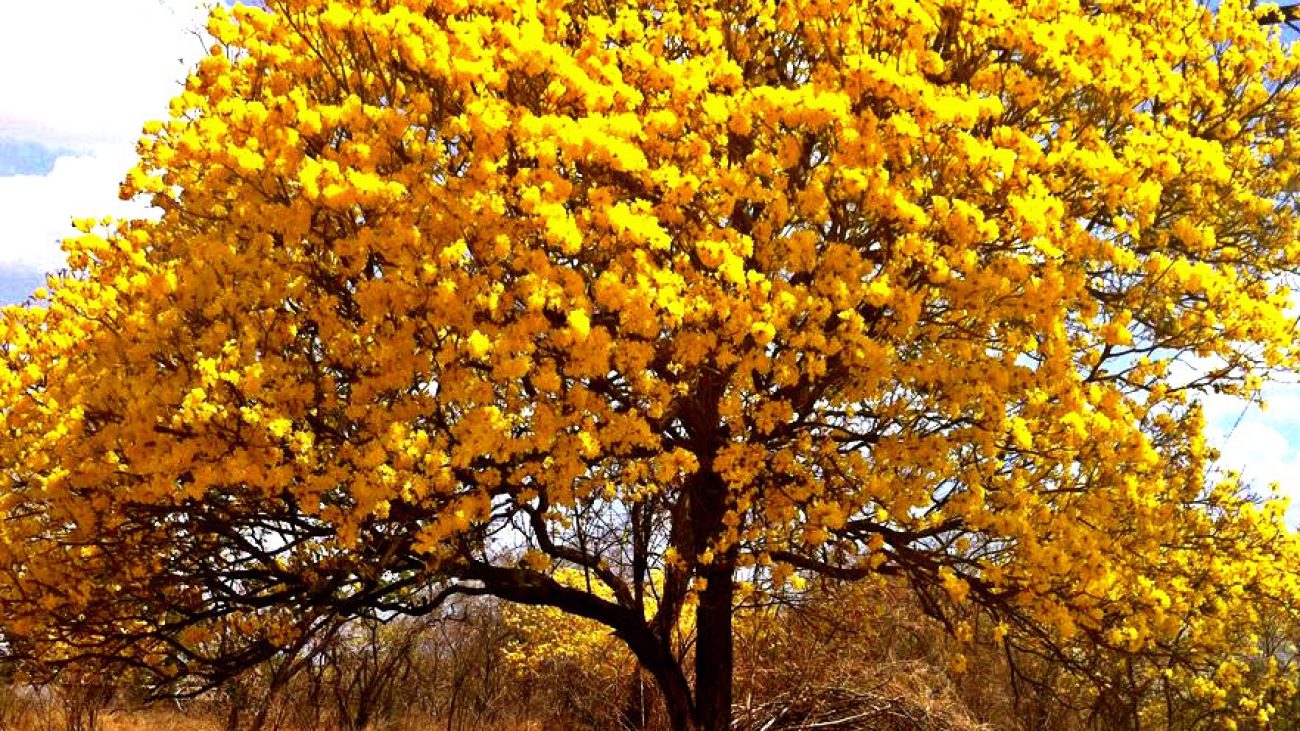 Handroanthus chrysanthus
