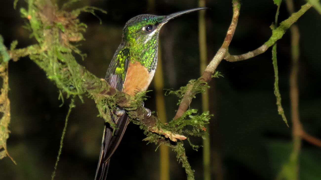 Hylonympha macrocerca
