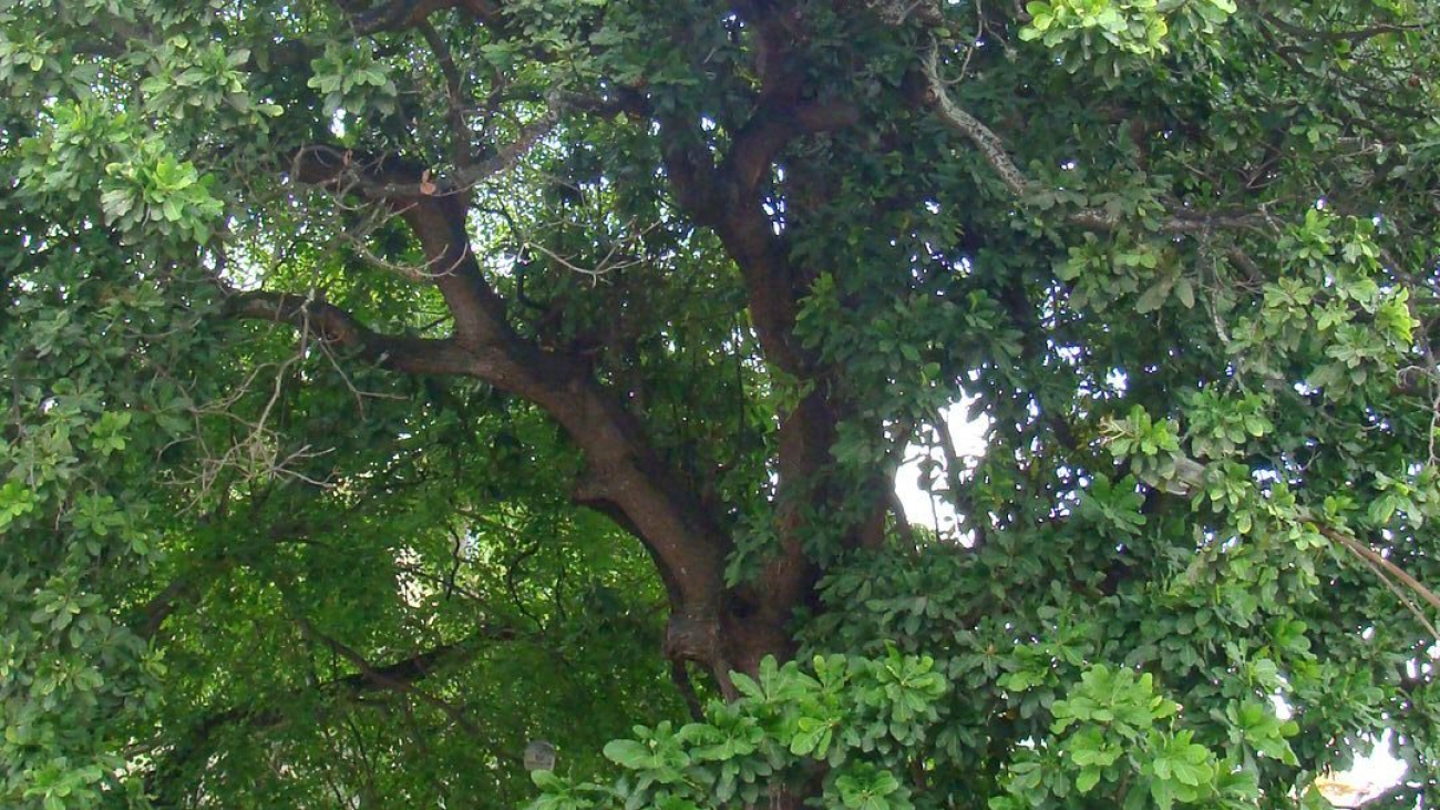 Mijao_en_Caracas_Fev