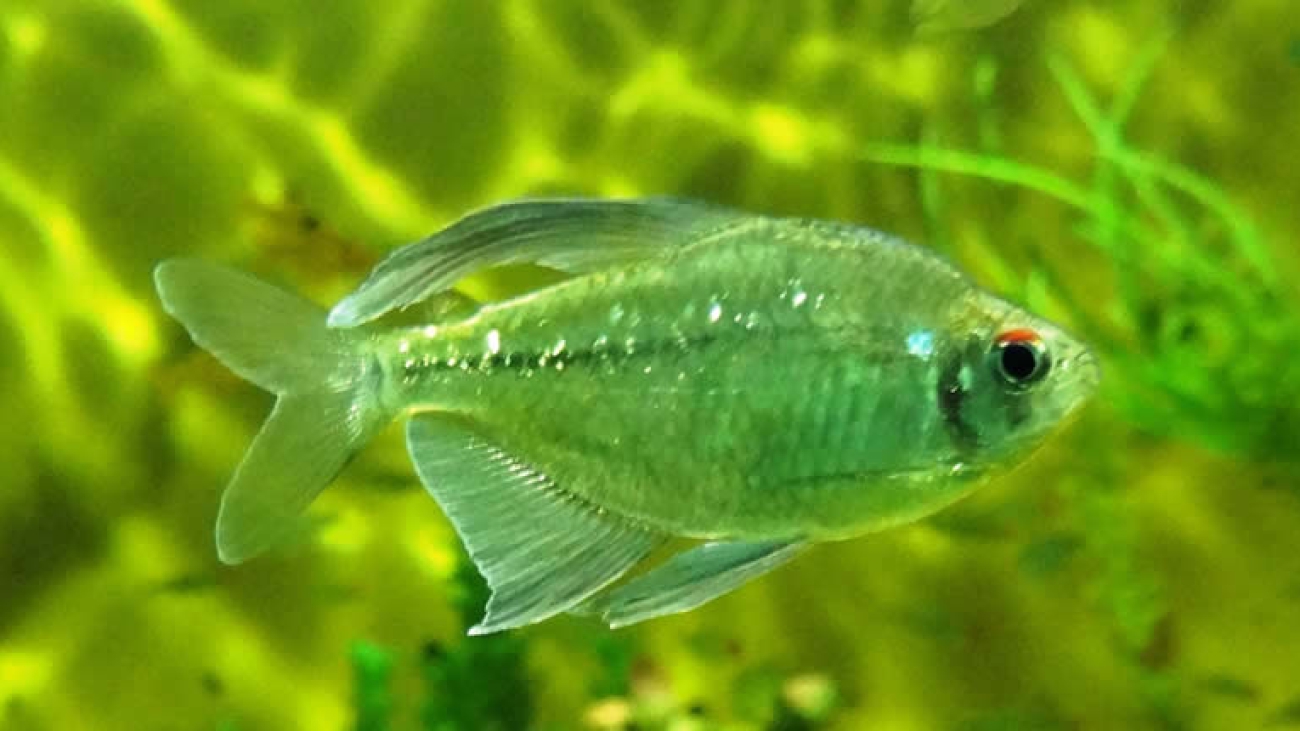 Moenkhausia-pittieri-2