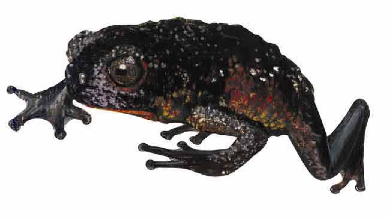 Oreophrynella vasquezi