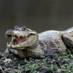 P.G.F.D.M Caimán del orinoco