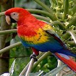 P.G.F.D.M Guacamaya bandera