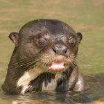 P.G.F.D.M perro de agua