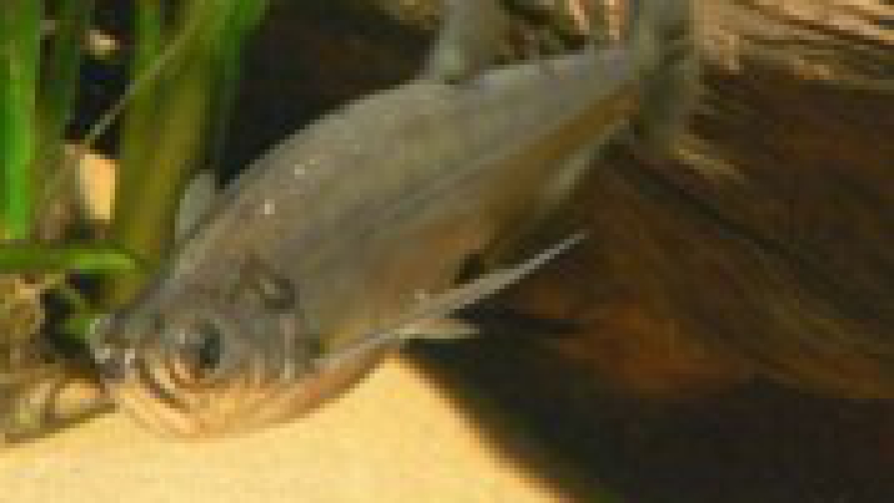 Payara