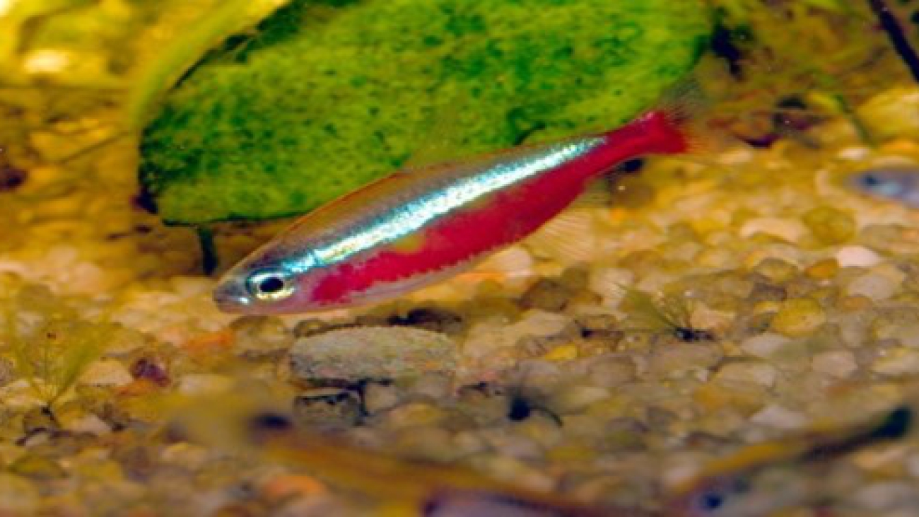 Tetra Cardenal