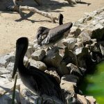 WATERLAND MUNDO MARINO 1