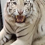 Tigre blanco
