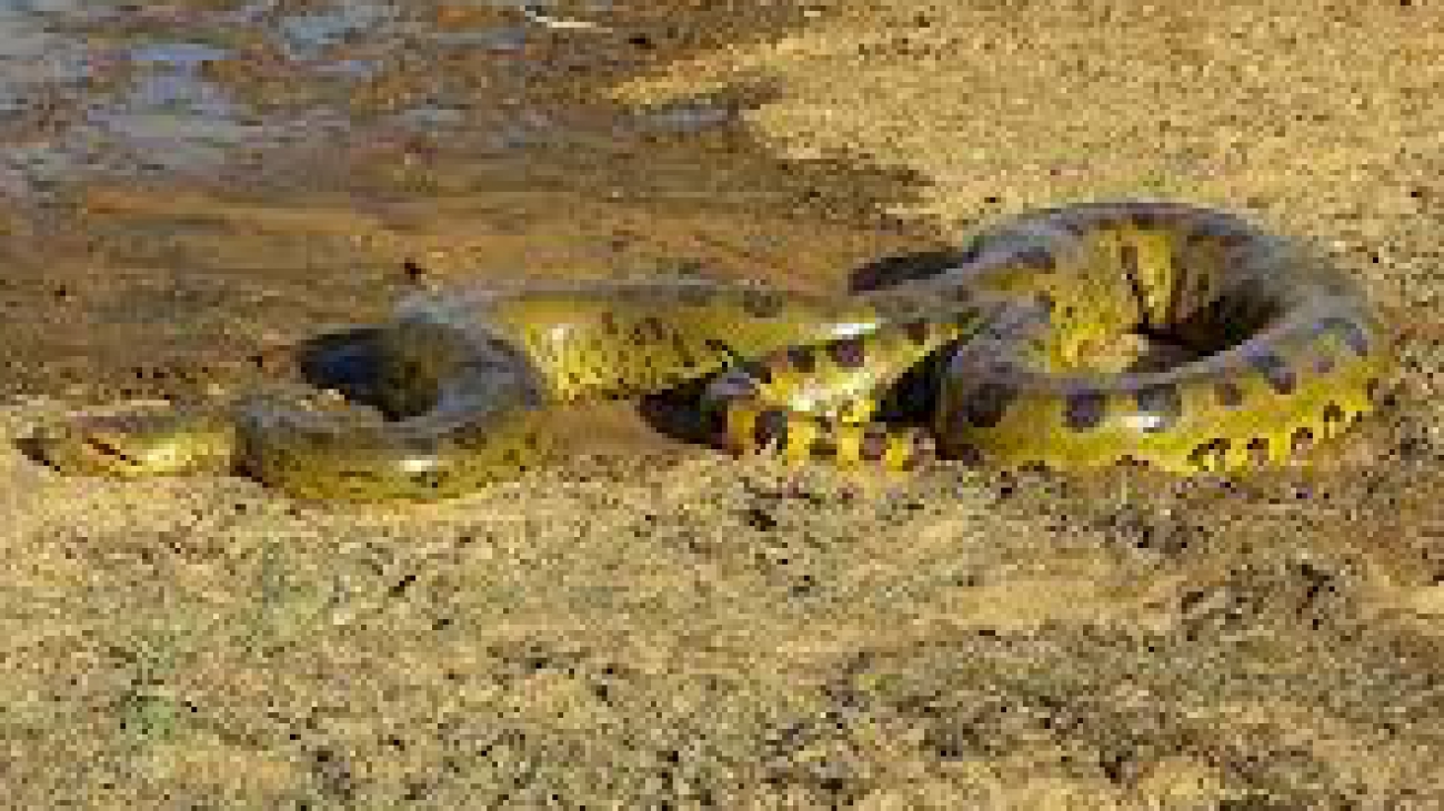 anaconda