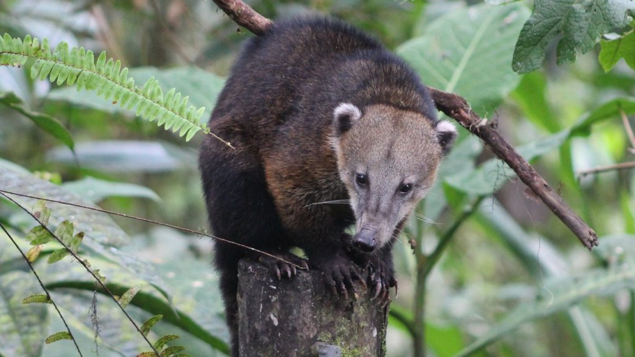 coati