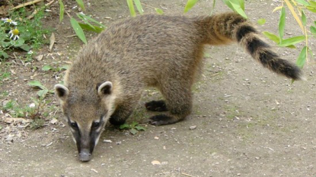 Coatí