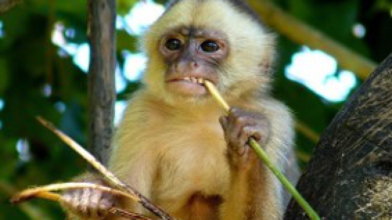 Mono capuchino de frente blanca
