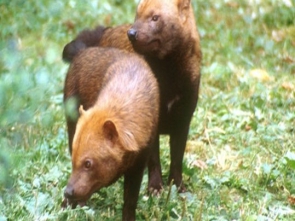 Perro de monte