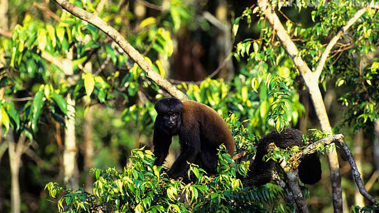Black bearded saki (Chiropotes satanas) captive, endemic to Brazil. Critically endangered species.