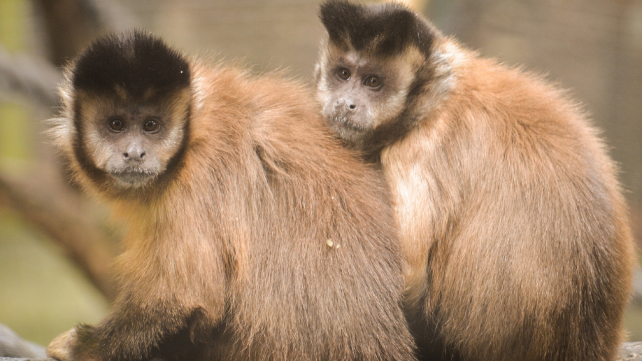 mono capuchino robusto