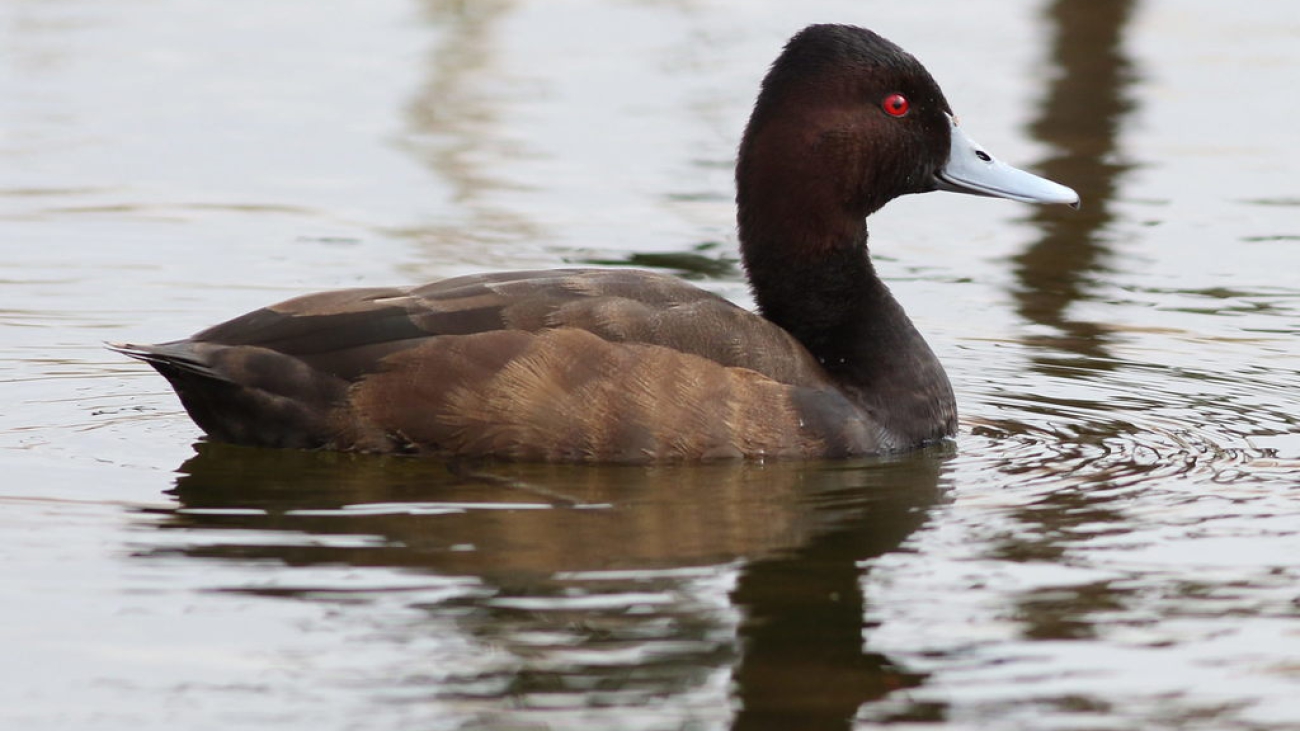 pato negro