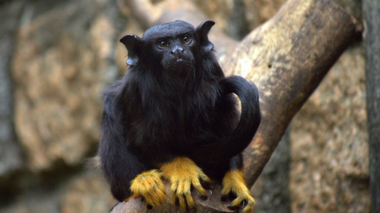 tamarín de manos rubias