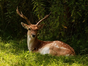 venado caramerudo