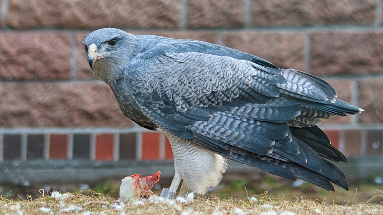1080px-Black-chested_Eagle-buzzard_Tierpark_Berlin