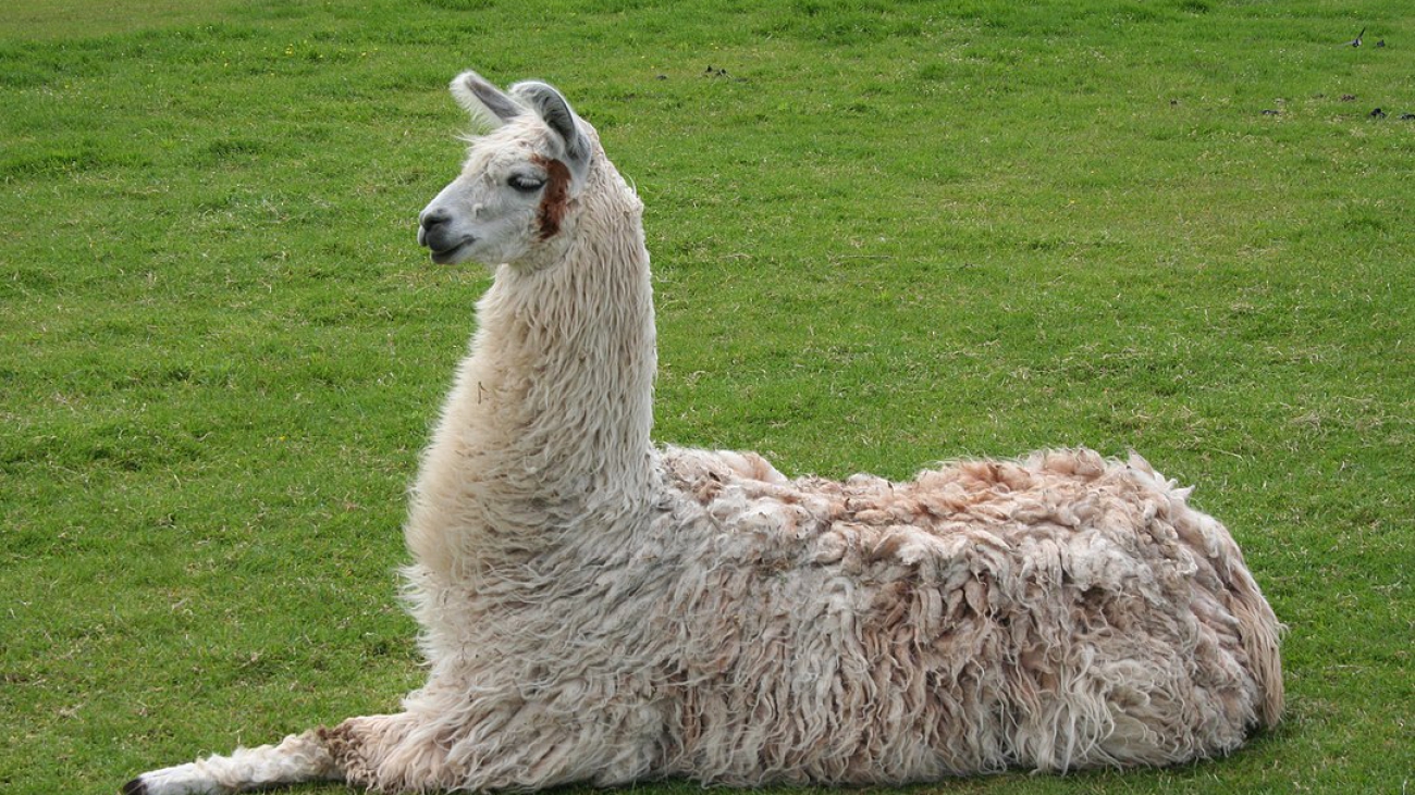 1080px-Llama_lying_down (1)