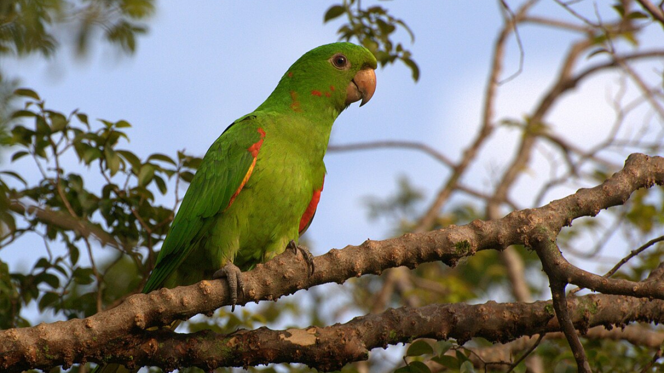 Aratinga_leucophthalma