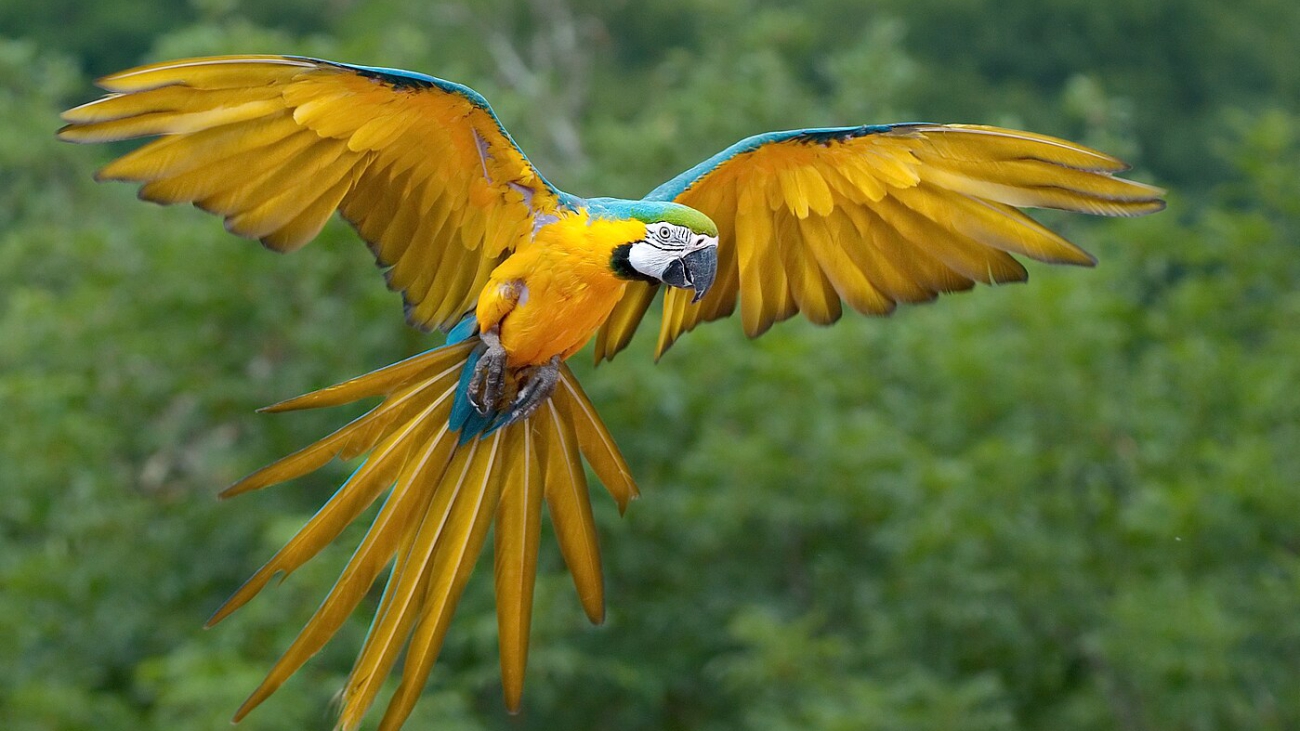 Ara_ararauna_Luc_Viatour