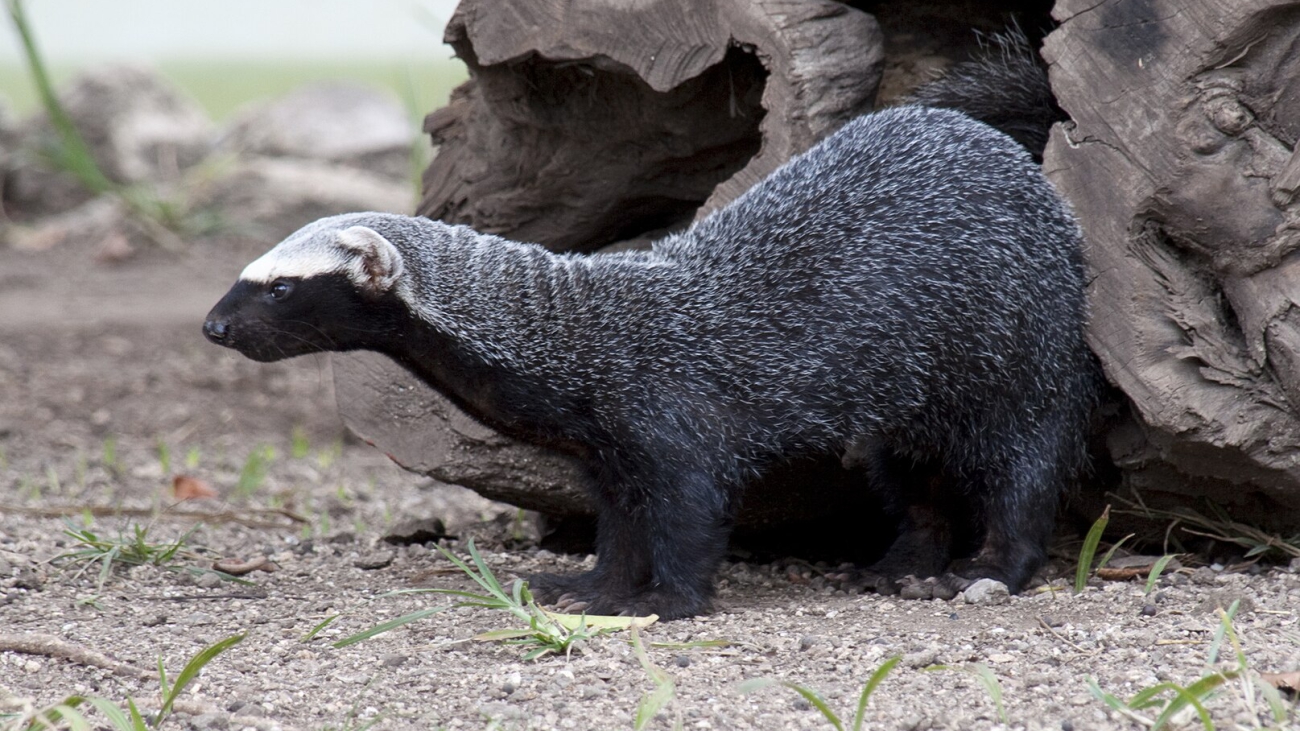 1615px-Greater_grison