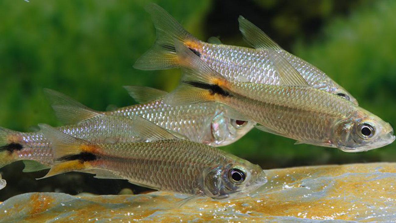 251333-curimatopsis-macrolepis-neu-2021-7