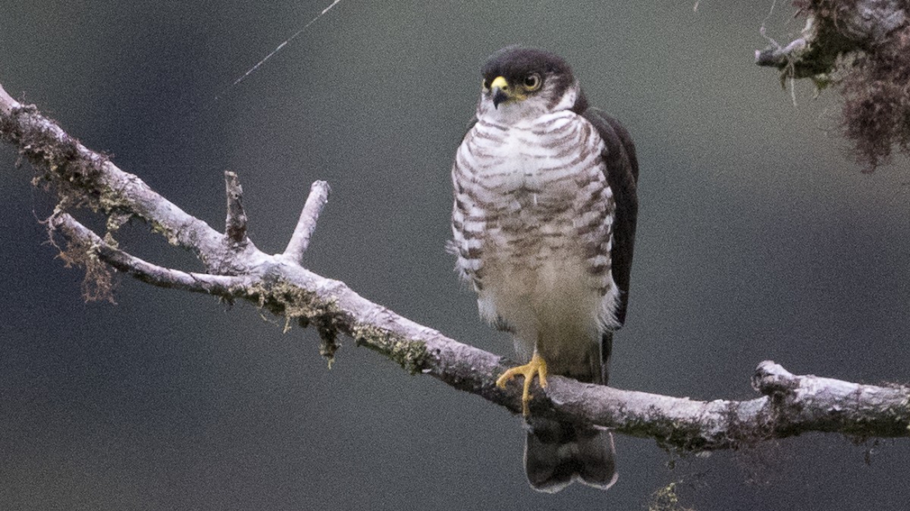 Accipiter collaris