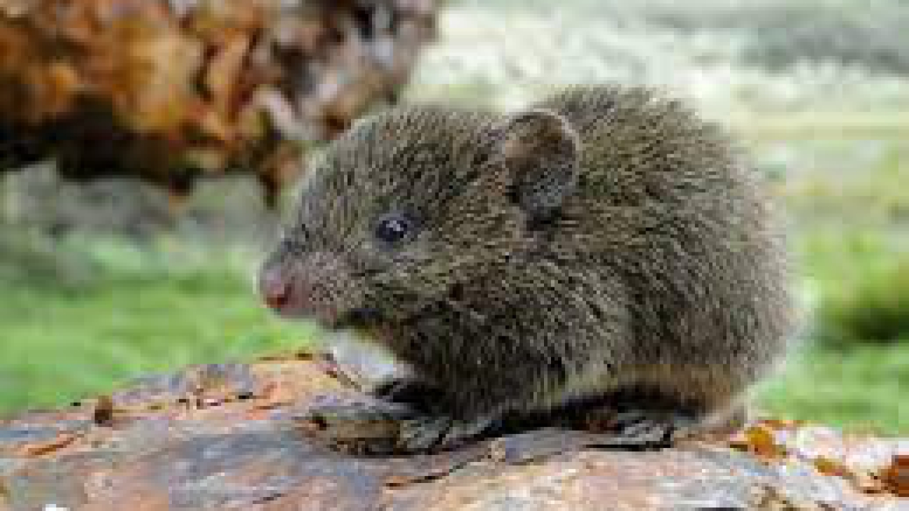 Akodon bogotensis