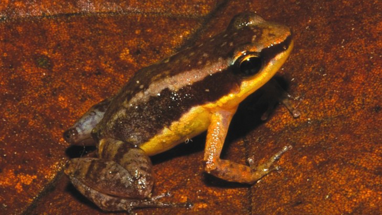 Allobates-pittieri-1300x731