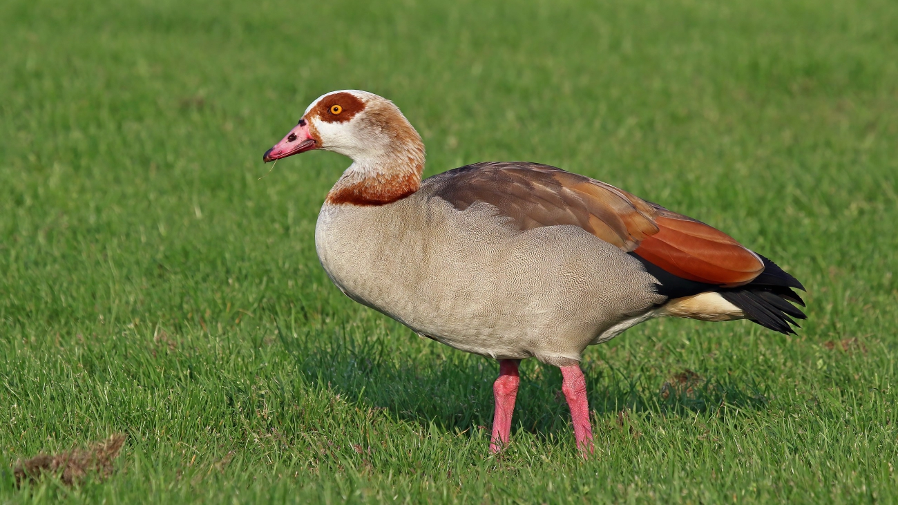 Alopochen aegyptiaca