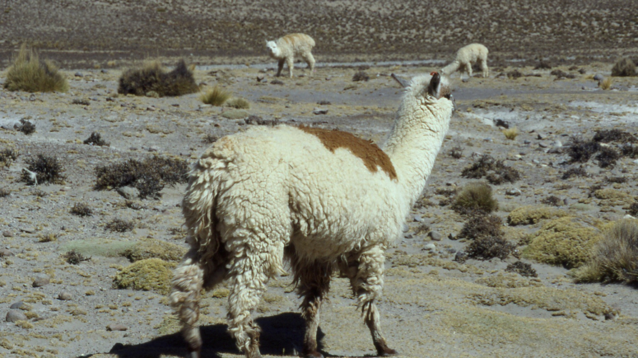 Alpaca