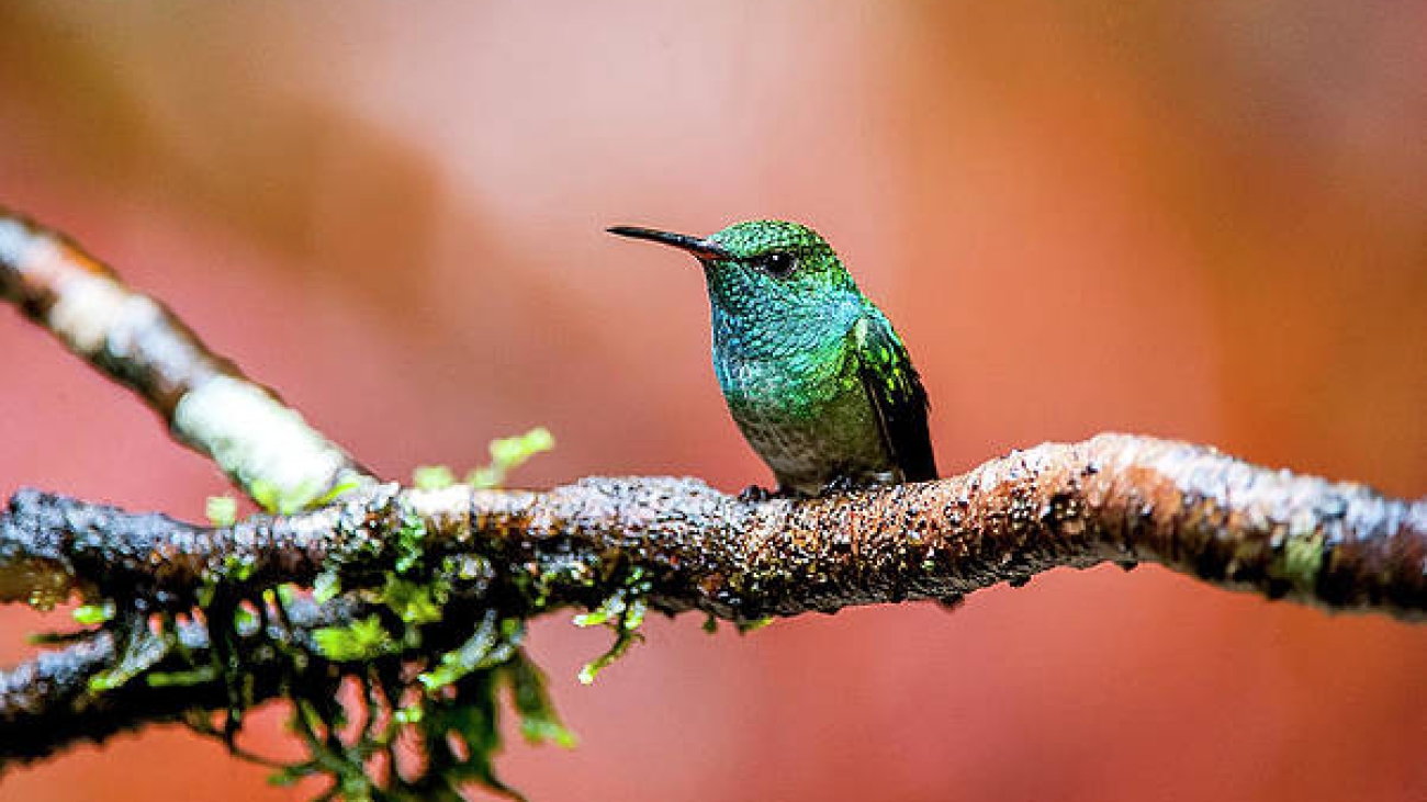 Amazilia versicolor
