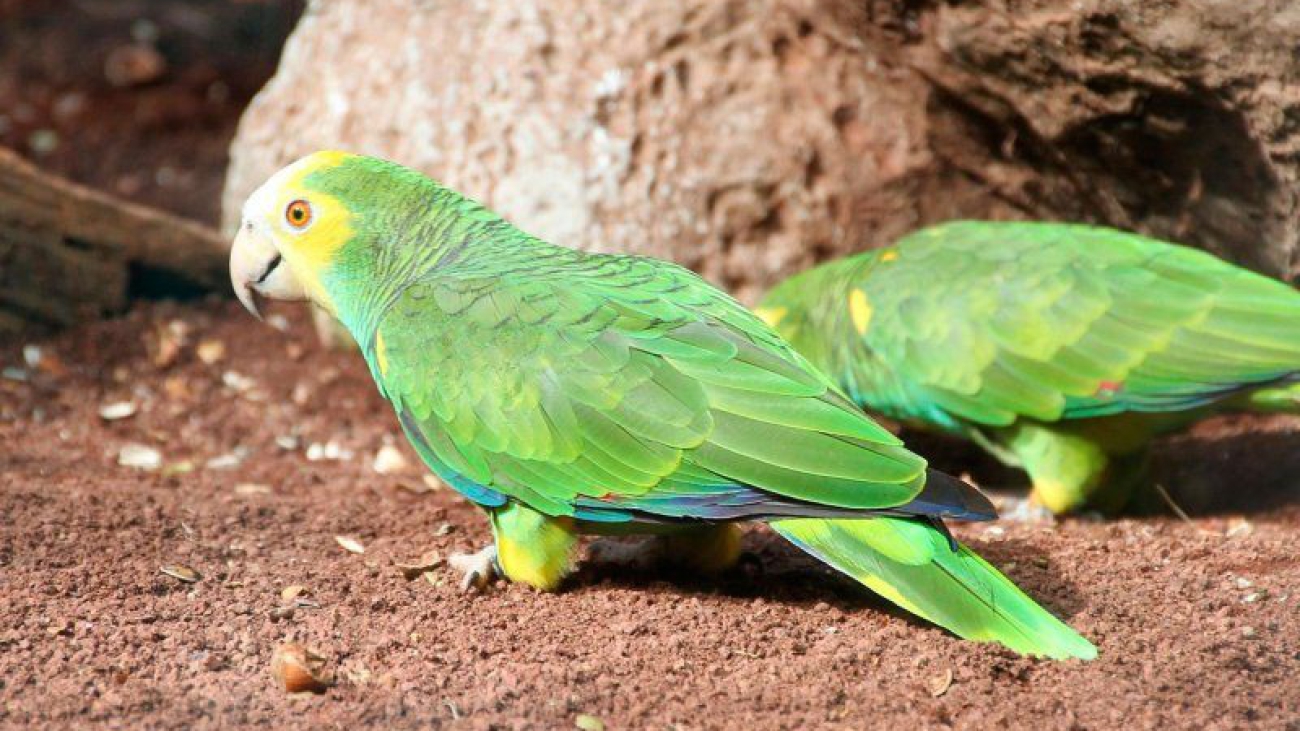 Amazona-de-hombro-gualda-6-800x535